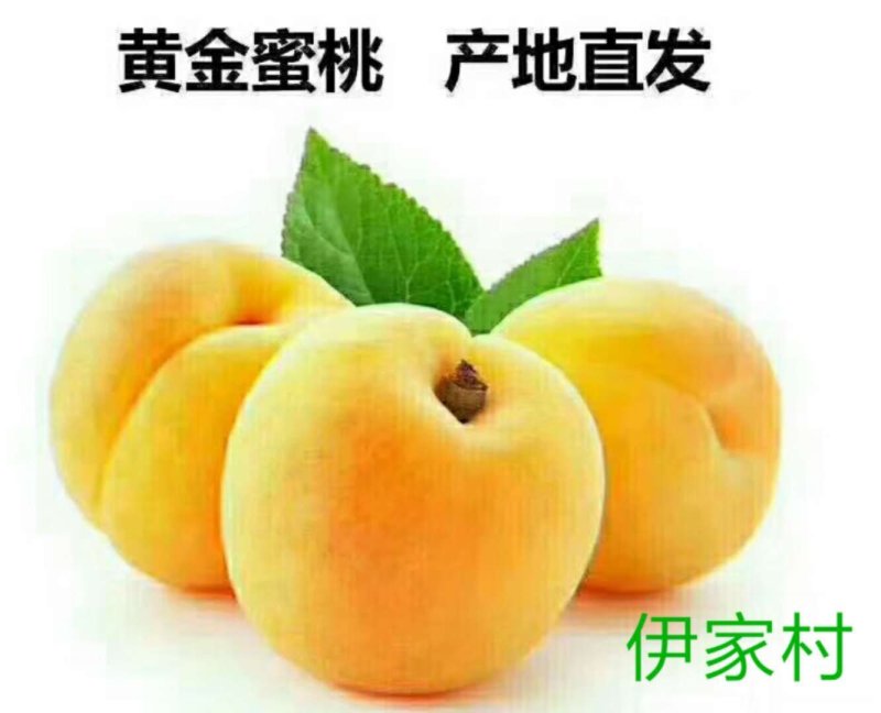 黄桃