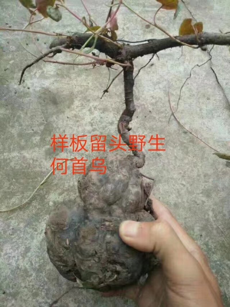 小黄精