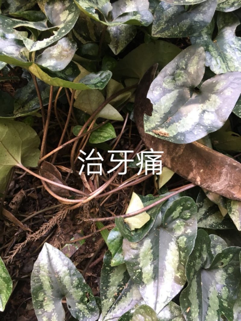 小黄精