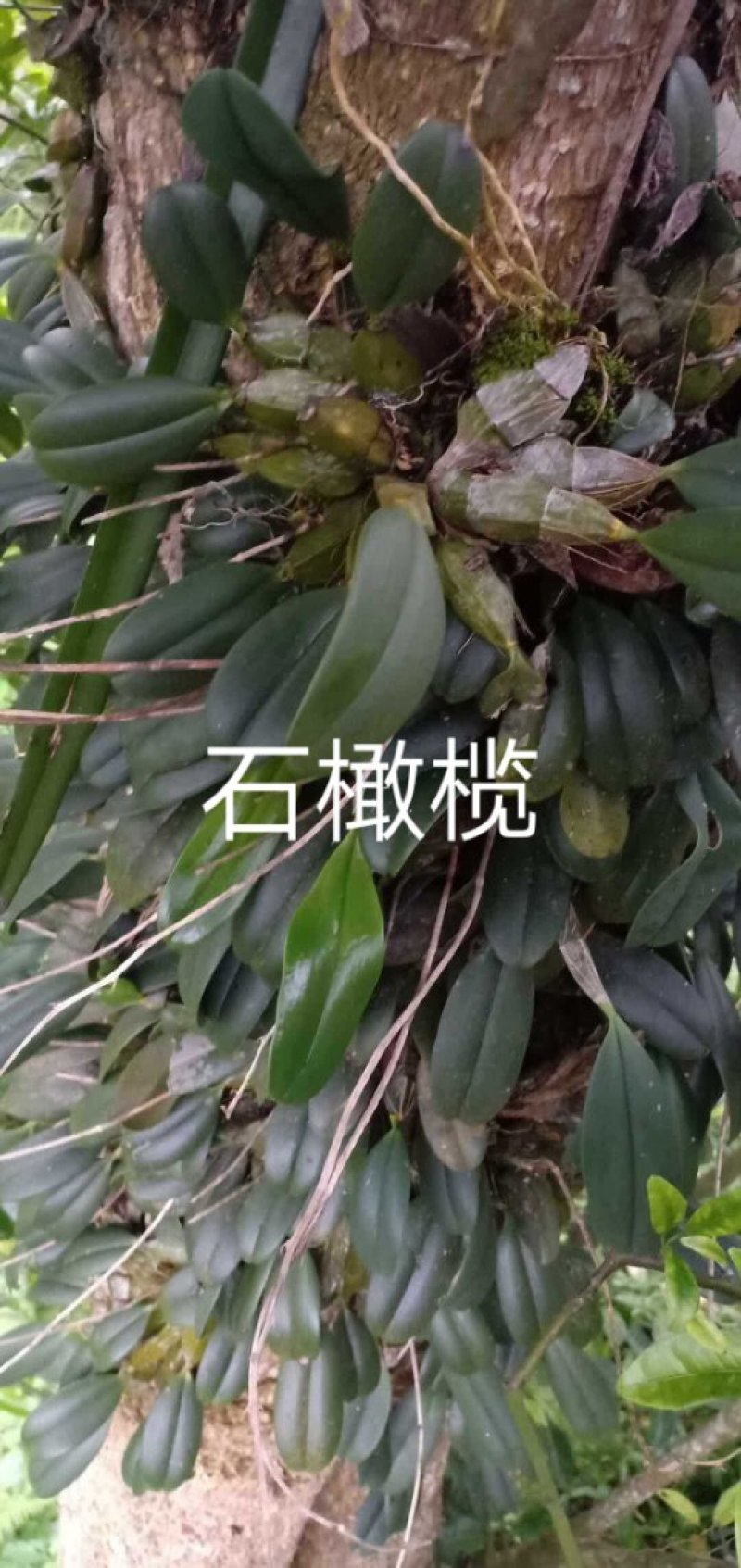 小黄精