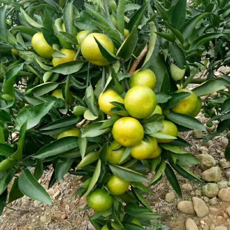 特早蜜橘5.5~6cm，早熟蜜桔量大质优