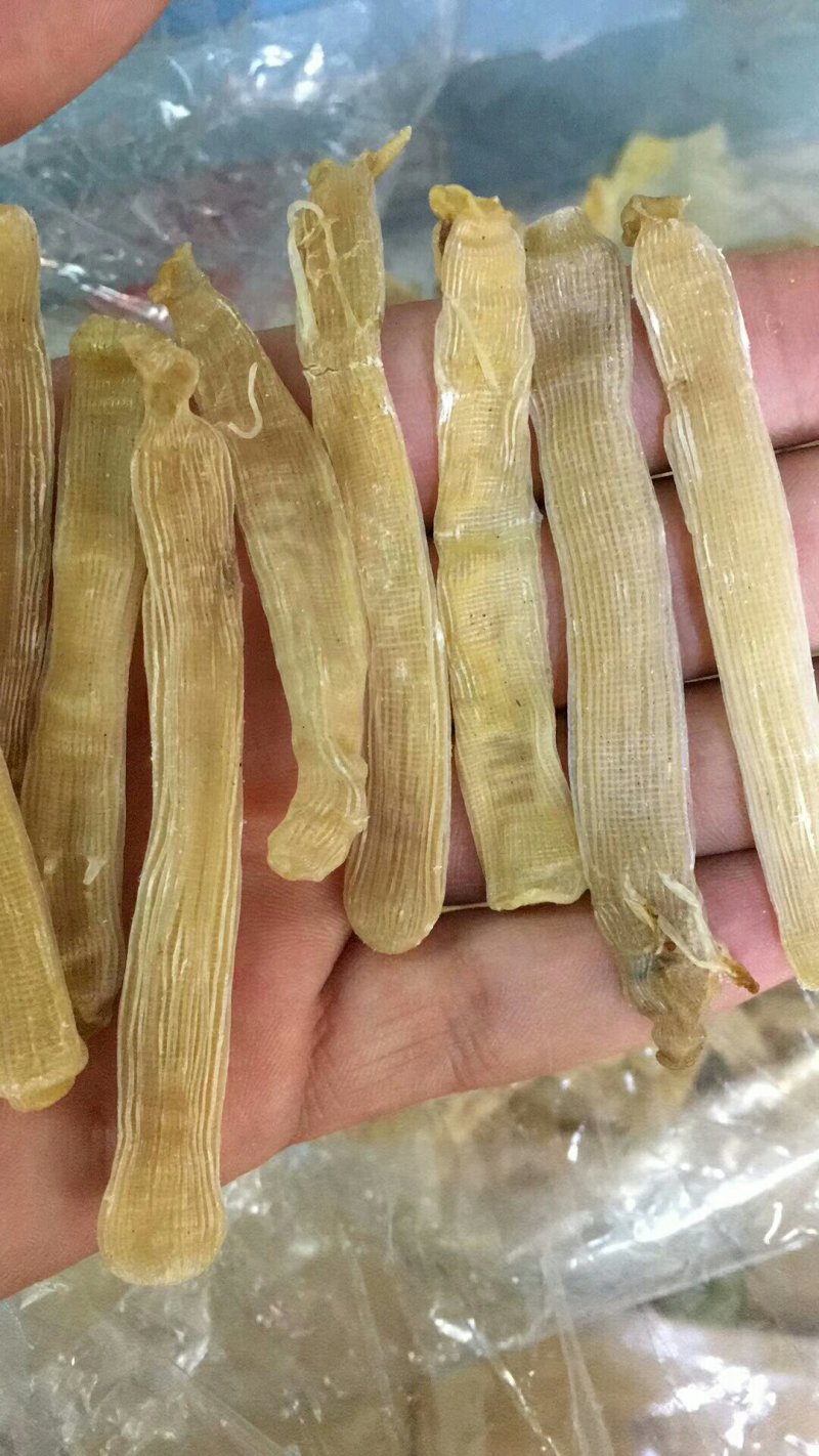 沙虫