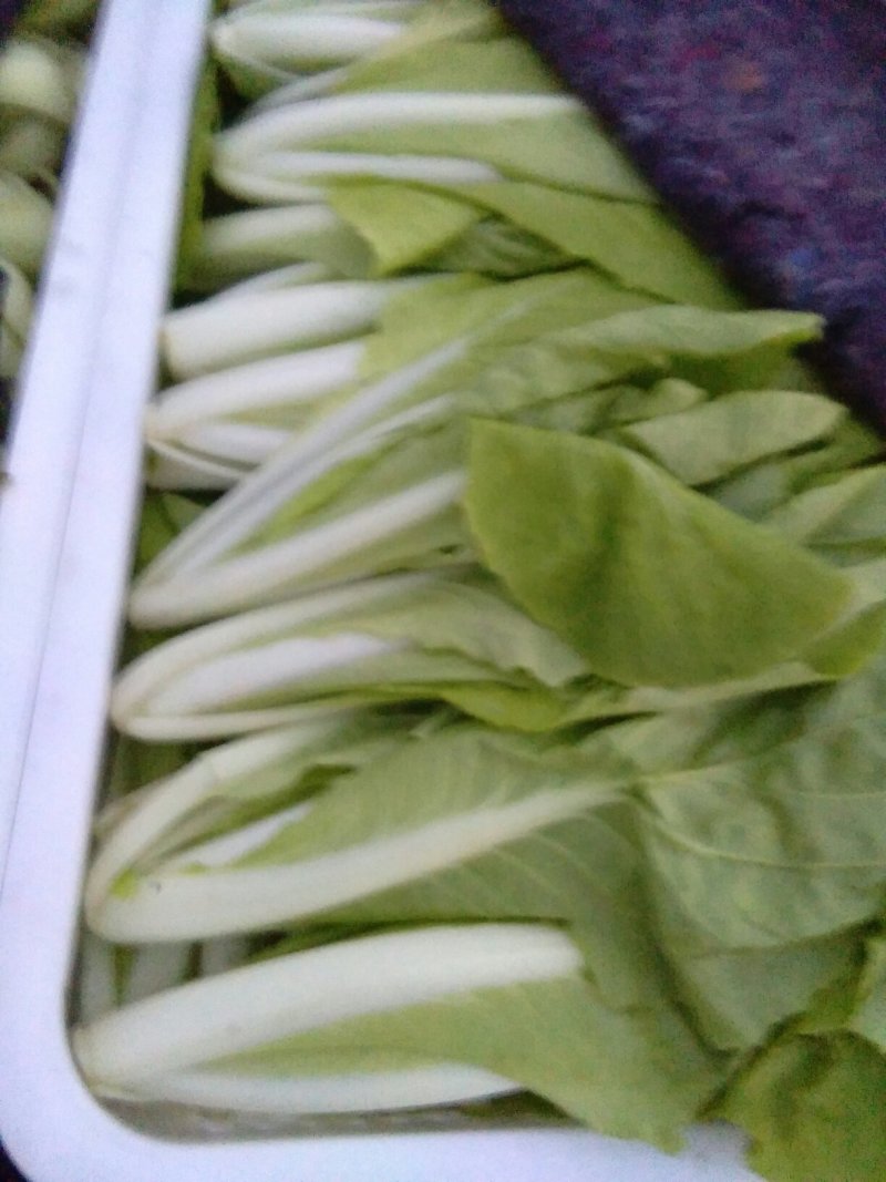 快菜