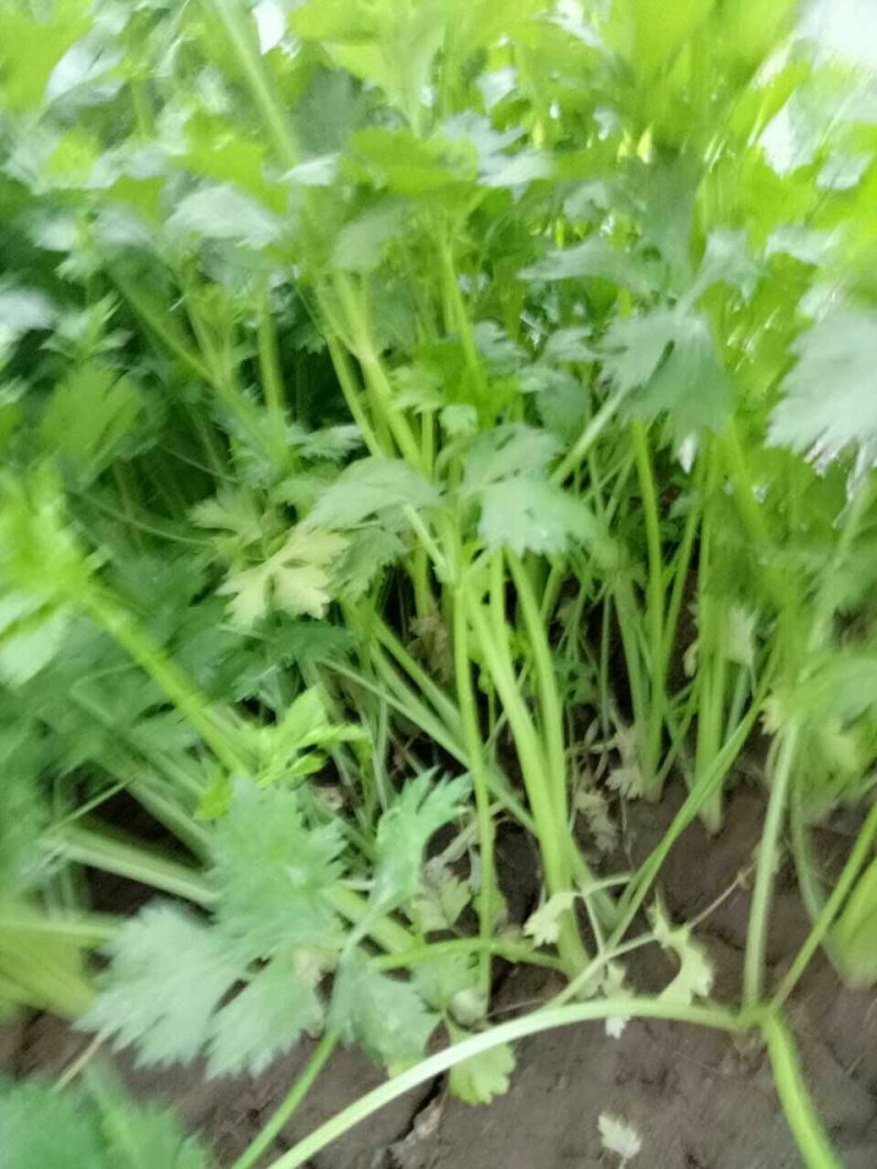 香芹芹菜苗大量上市，一手货源，根好苗粗壮，大量有货