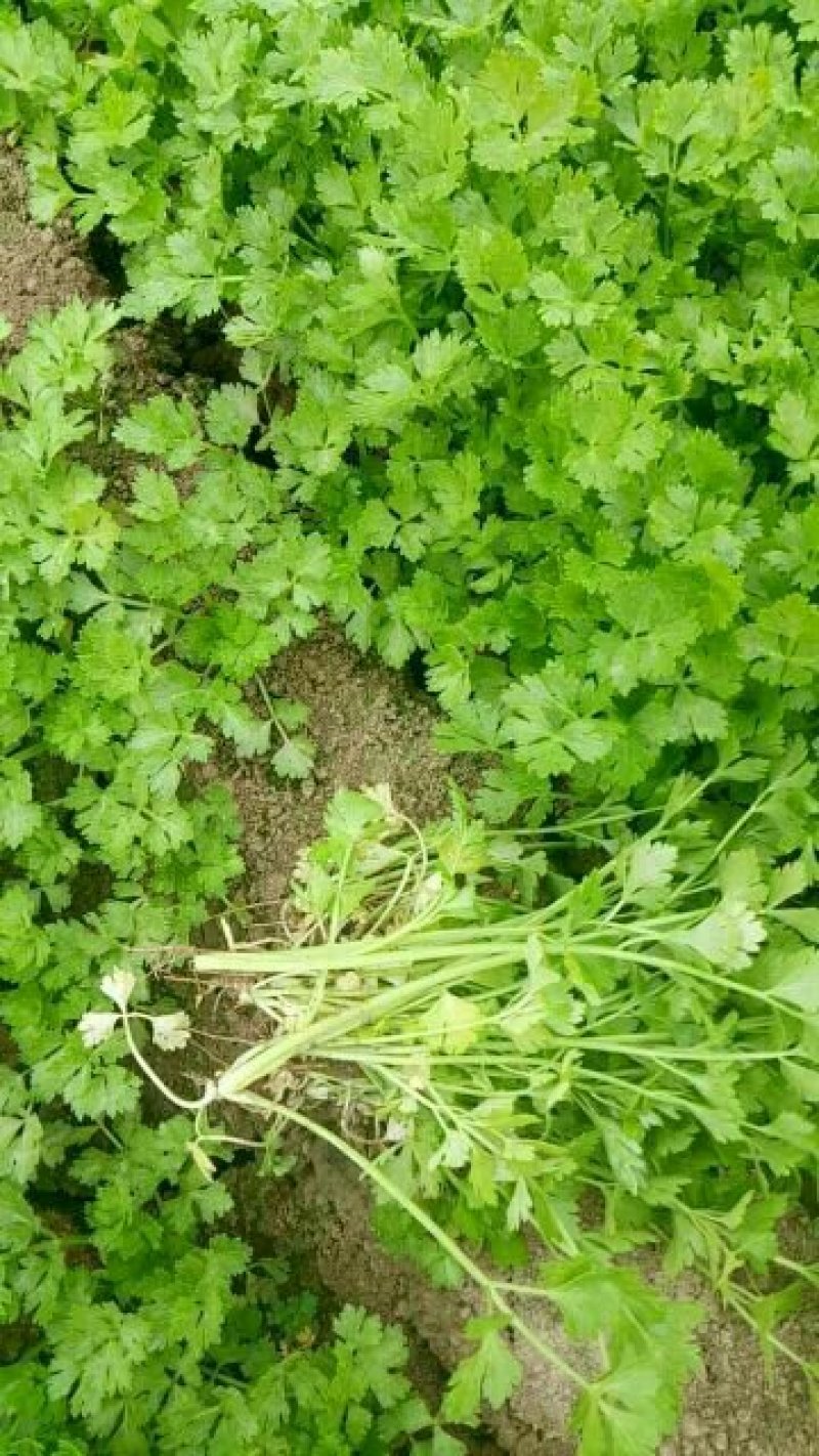 香芹芹菜苗大量上市，一手货源，根好苗粗壮，大量有货