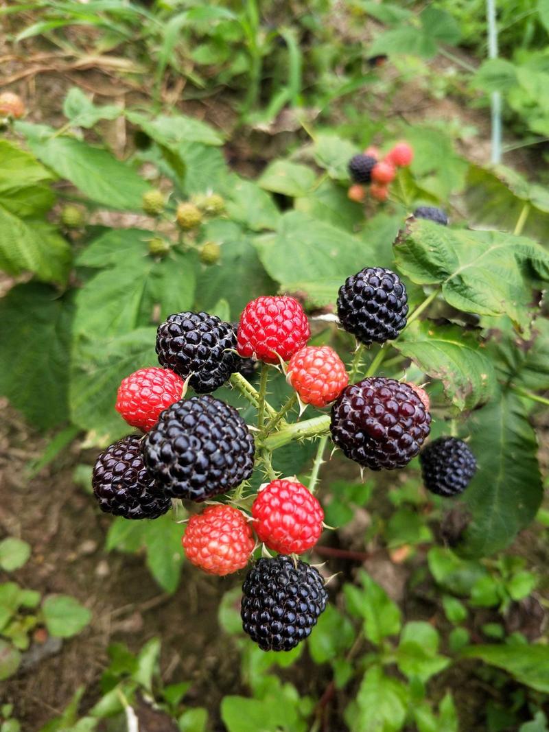 树莓黑树莓黑树莓苗苗圃现挖现发量大从优放心苗
