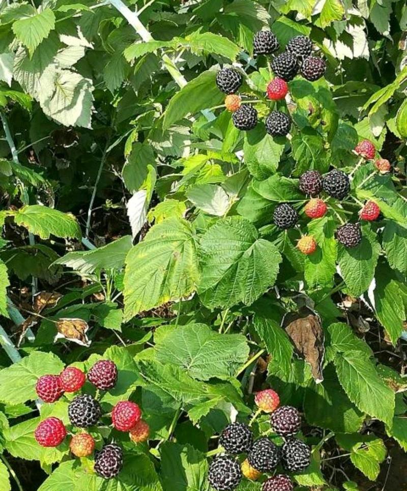 树莓黑树莓黑树莓苗苗圃现挖现发量大从优放心苗