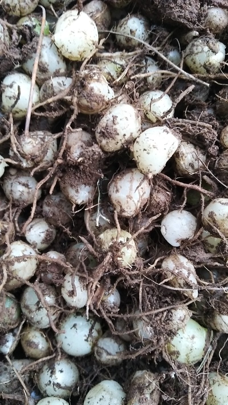 白芨野生独头小白芨包邮价