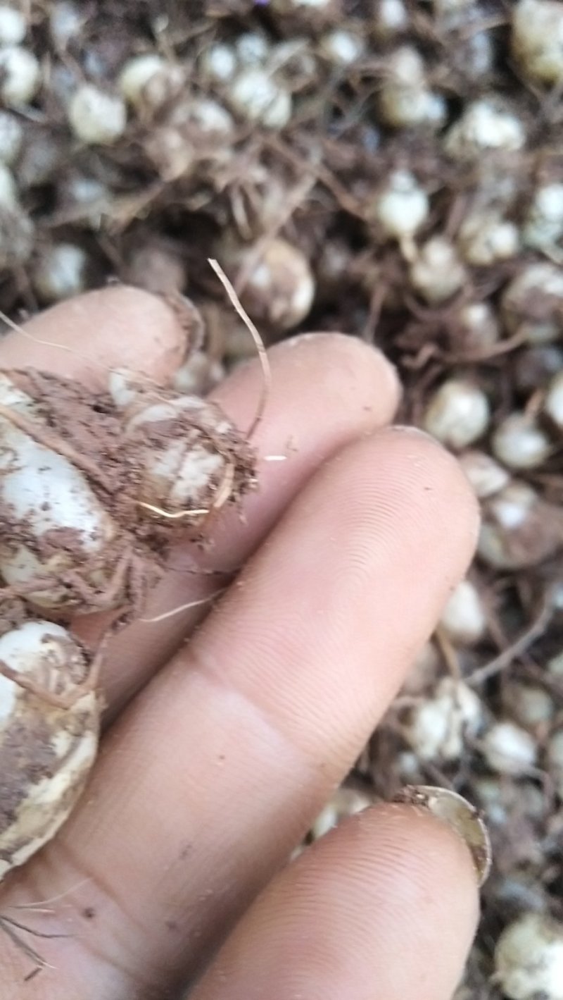 白芨野生独头小白芨包邮价