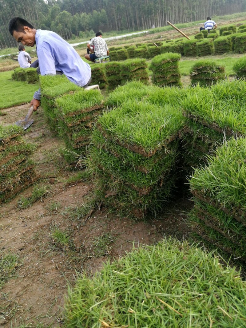 优质马尼拉草皮