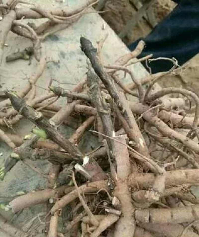 观赏牡丹一年嫁接苗菏泽正宗精品观赏牡丹