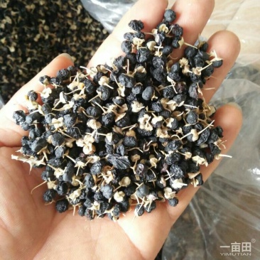 黑枸杞
