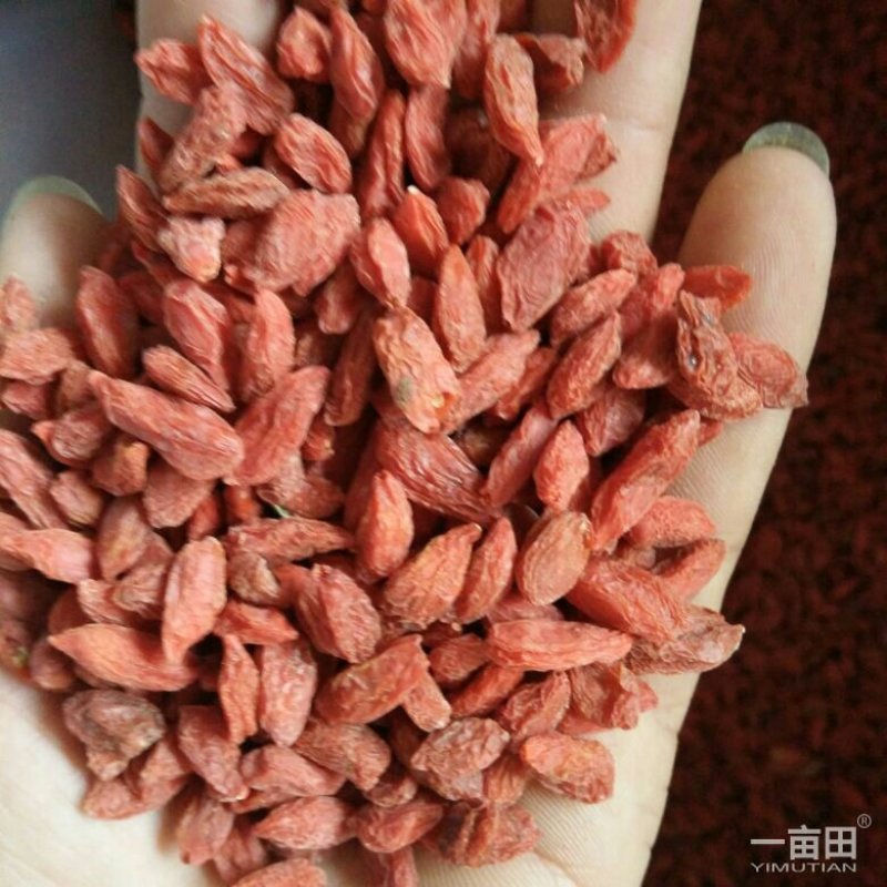 红枸杞