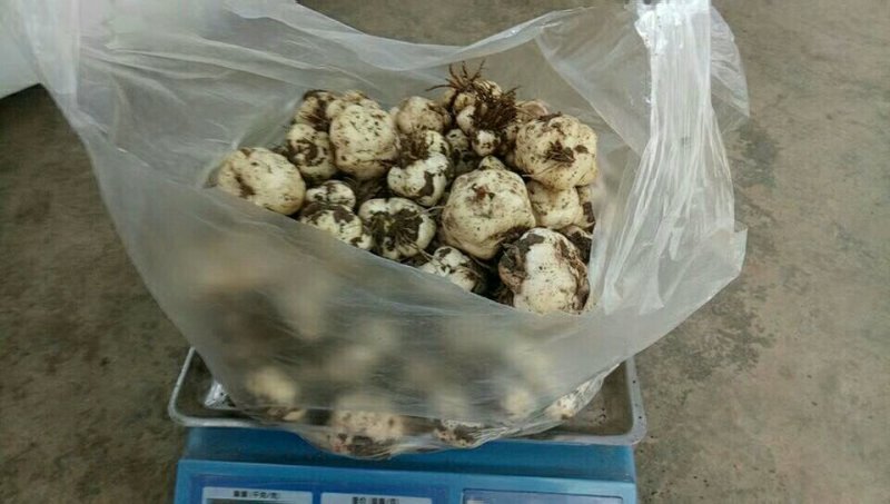 食用条百合种球
