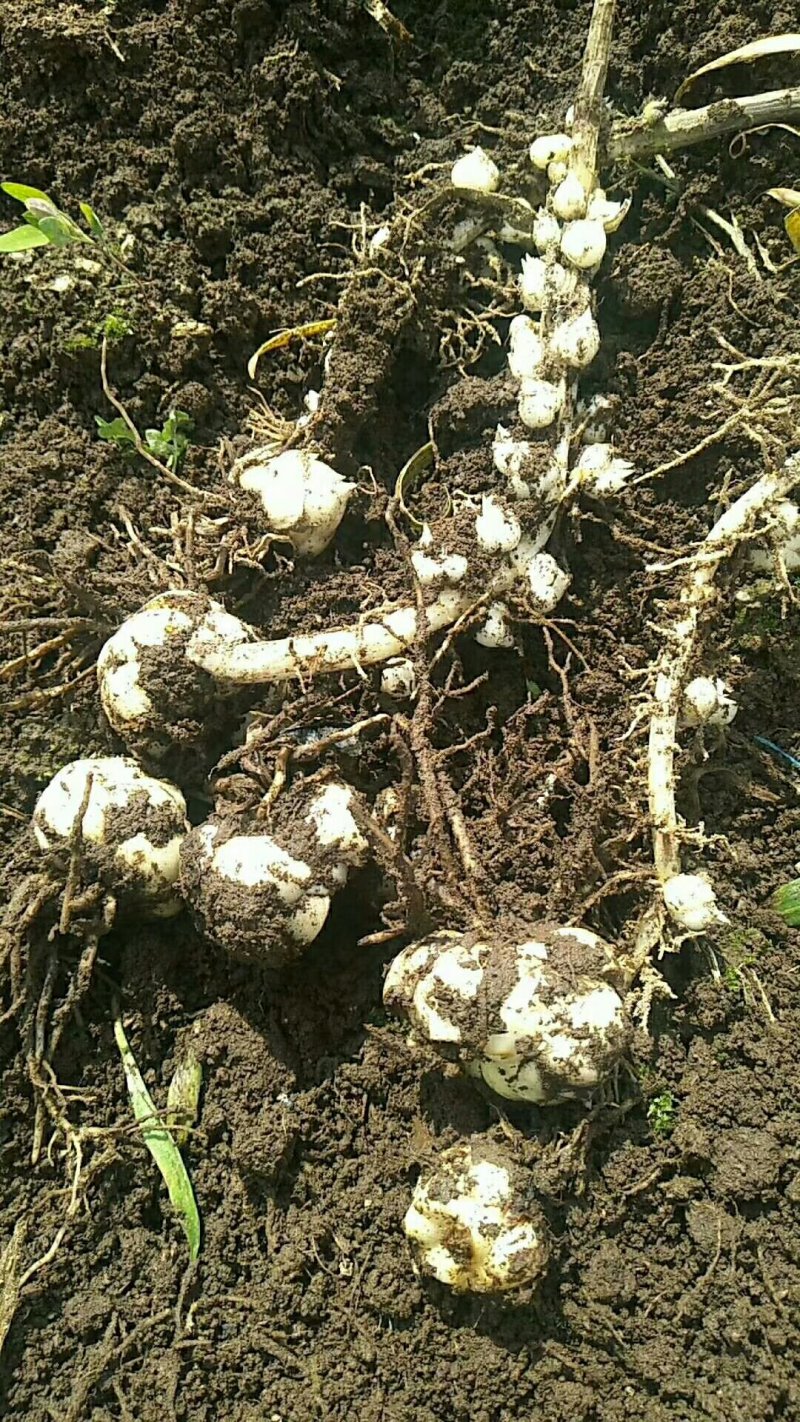 食用条百合种球