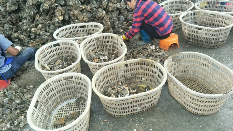 生蚝带壳批发零售烧烤档星级酒店饭店五毛一个起批。