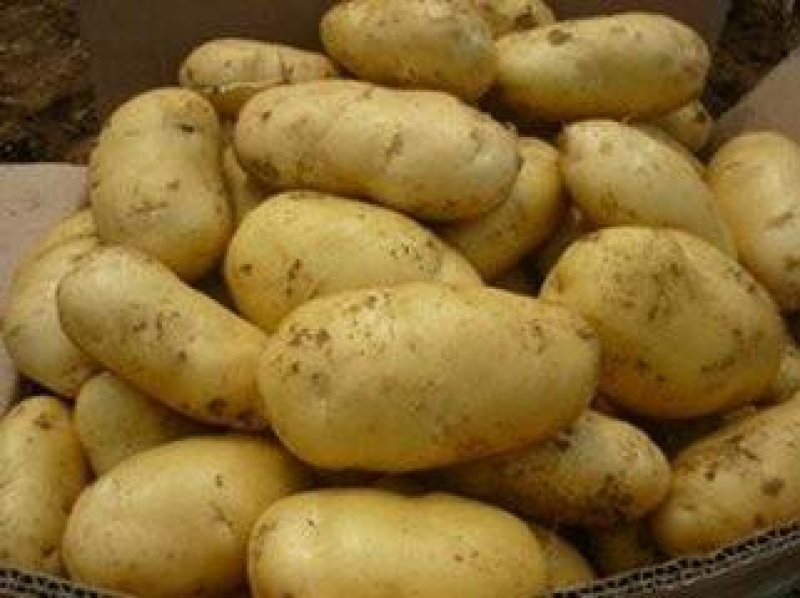 供应围场土豆荷兰十五黄心自家地三两以上