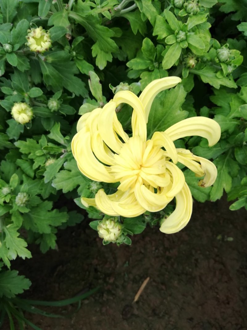 菊花
