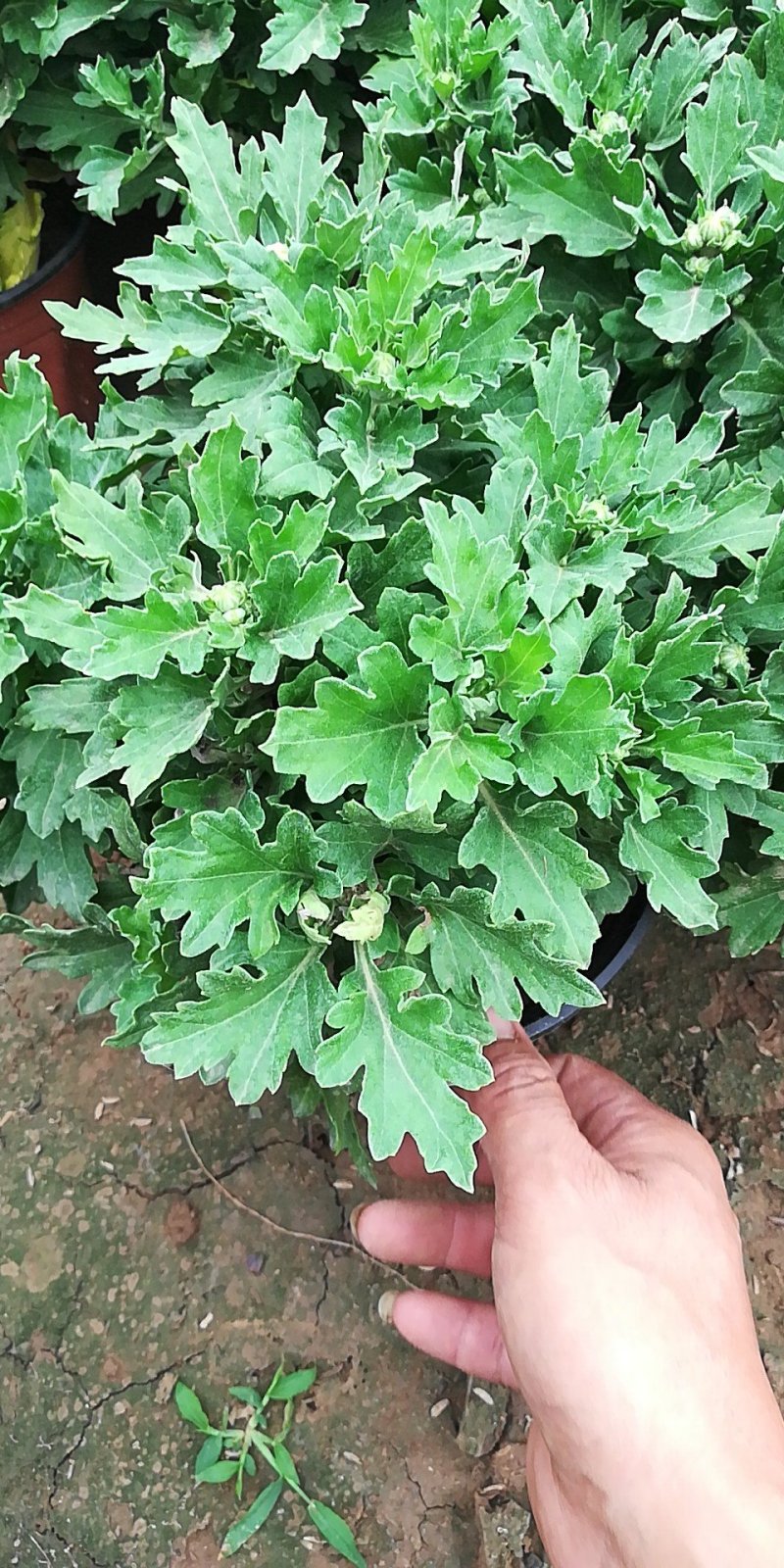 菊花
