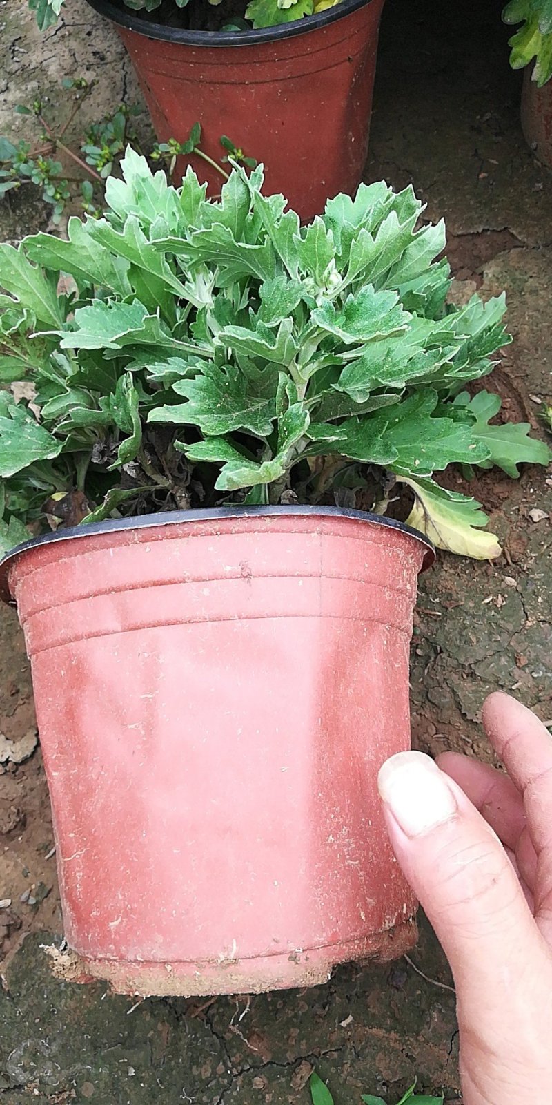 菊花