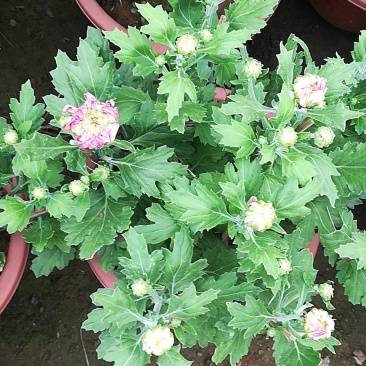 菊花