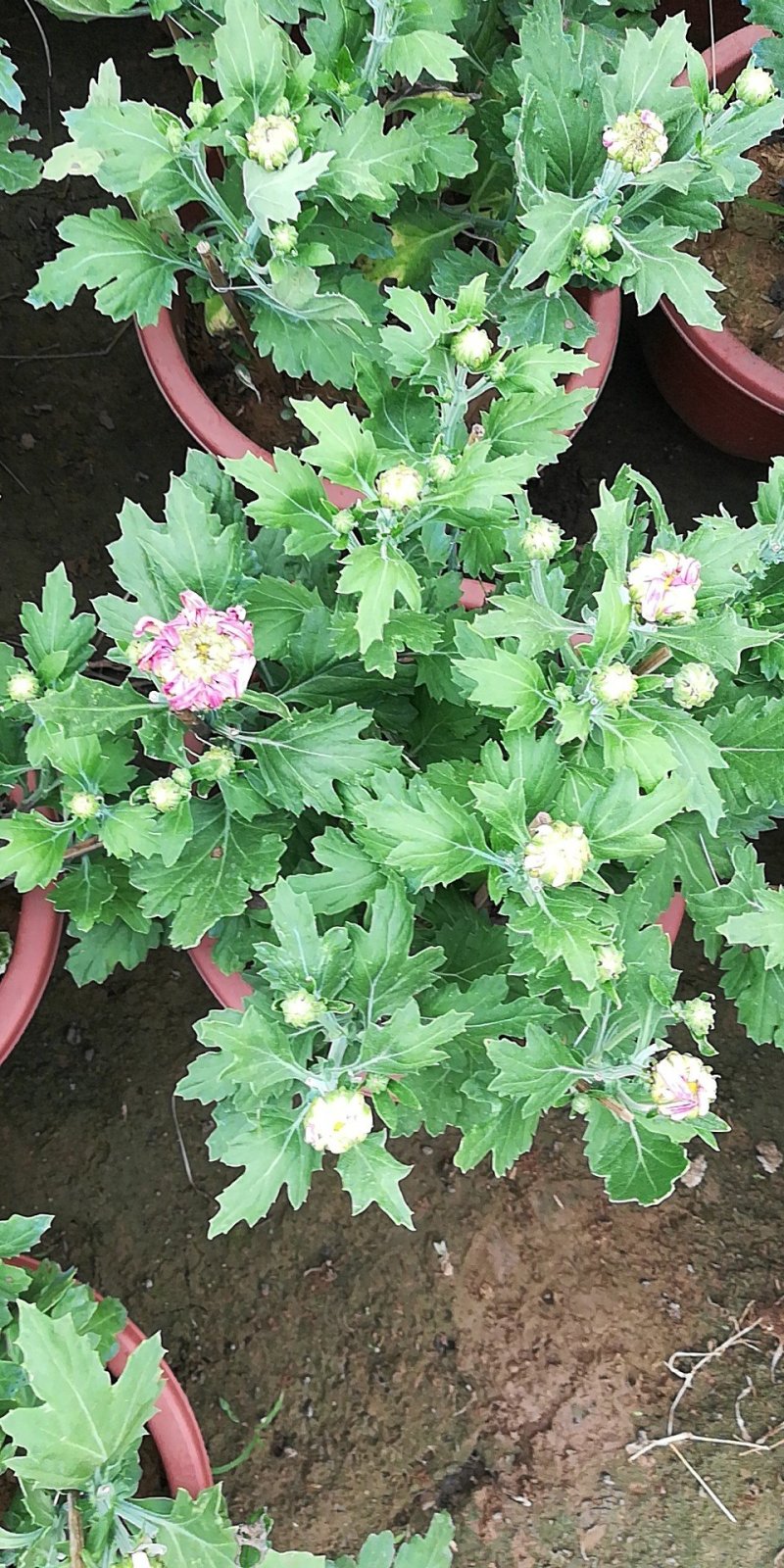 菊花