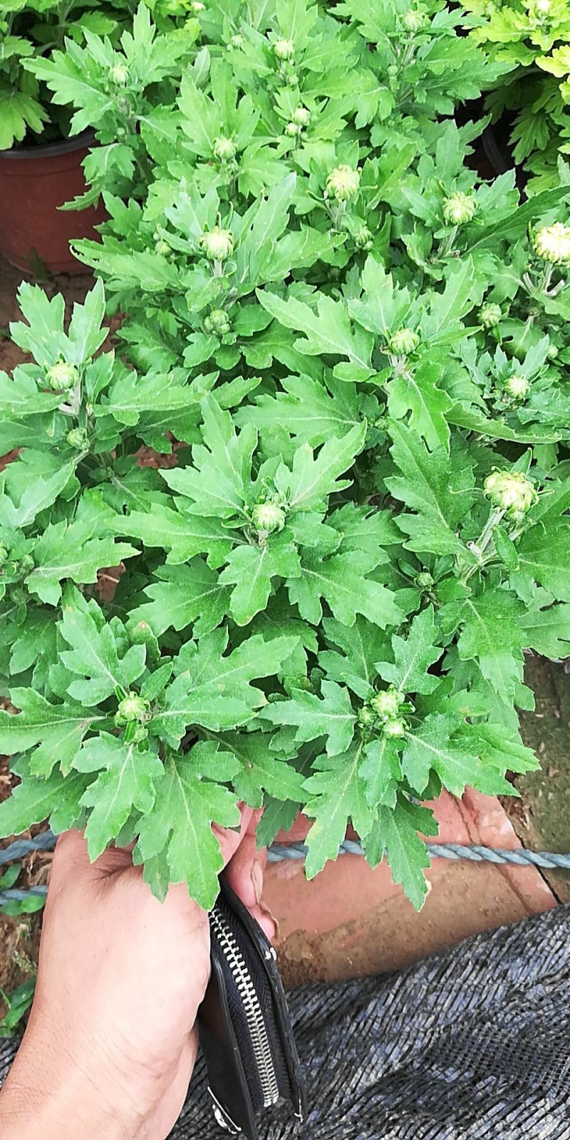 菊花
