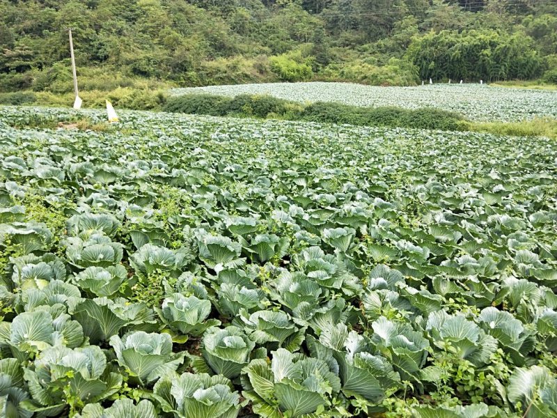 高山莲花白。