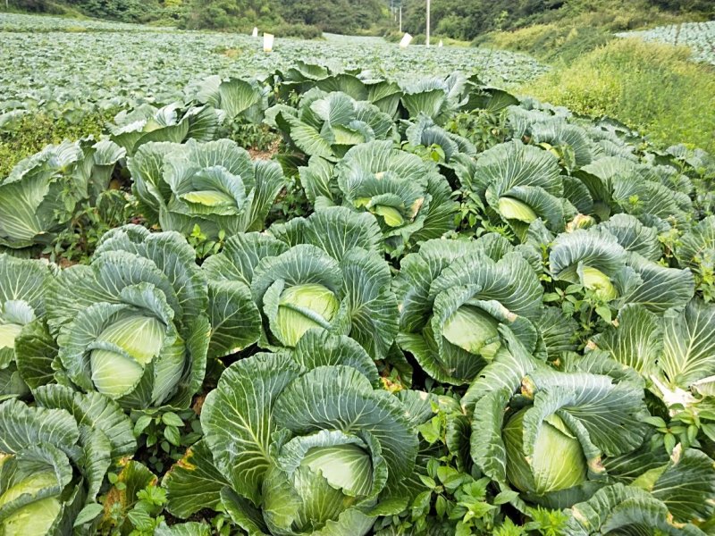 高山莲花白。
