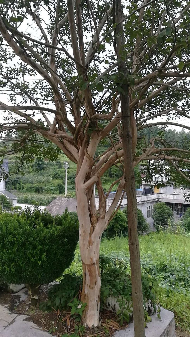 紫薇
