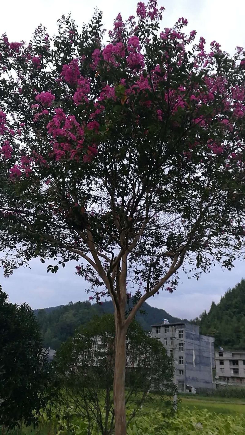 紫薇