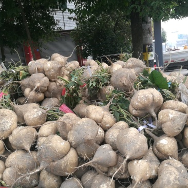 地梨儿彭州地瓜，凉薯，豆薯土瓜儿。白地瓜。大量上市
