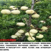 白如玉:中熟白桃，果面果肉全白，非常好看，口感酸甜，个小