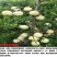 白如玉:中熟白桃，果面果肉全白，非常好看，口感酸甜，个小