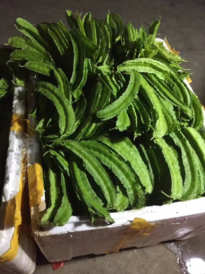 四棱豆（龙豆）