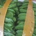 四棱豆（龙豆）