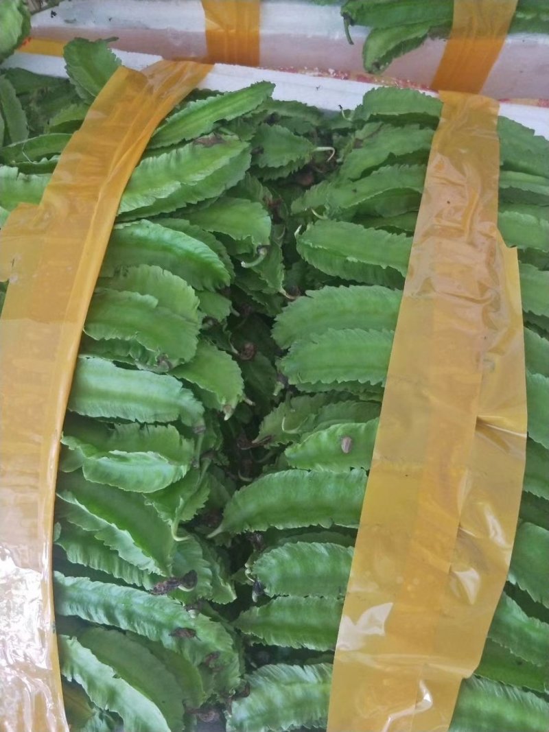 四棱豆（龙豆）