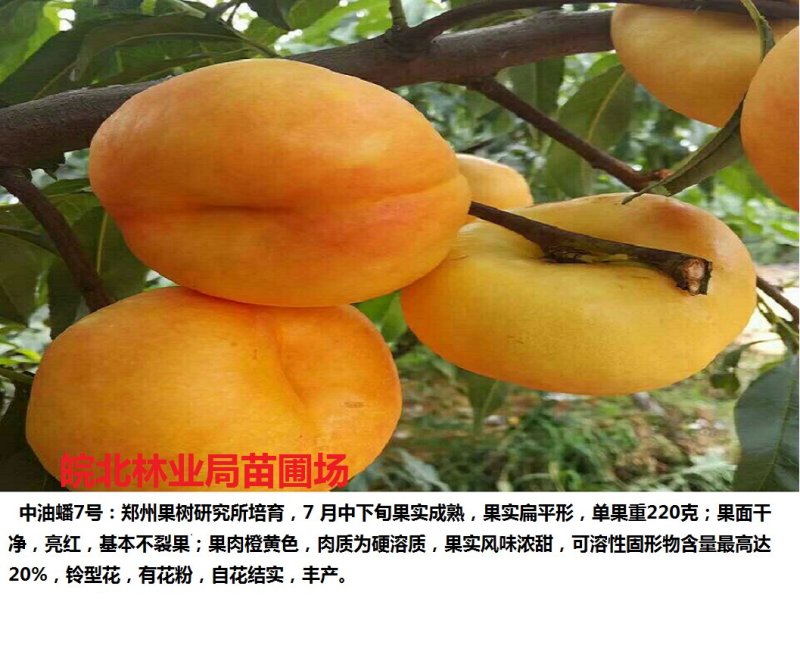 中油蟠7号签订购苗合同，诚信经营。