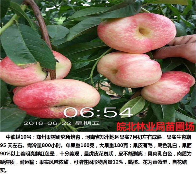 中油蟠10号桃苗签订购苗合同，诚信经营。
