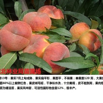 中蟠13号桃苗签订购苗合同，诚信经营。