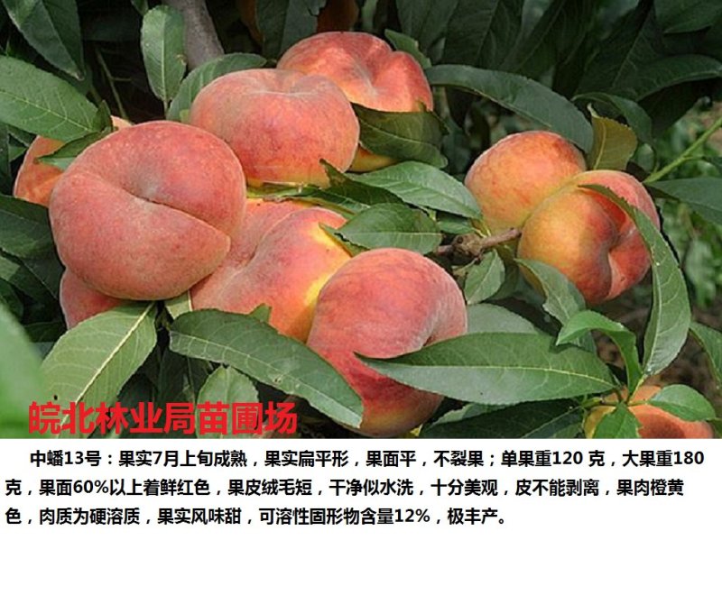 中蟠13号桃苗签订购苗合同，诚信经营。