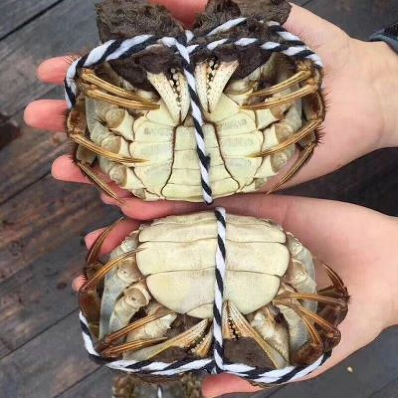 高淳固城湖大闸蟹鲜活河蟹螃蟹三公两母满黄顺丰包活