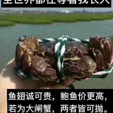 高淳固城湖大闸蟹鲜活河蟹螃蟹三公两母满黄顺丰包活
