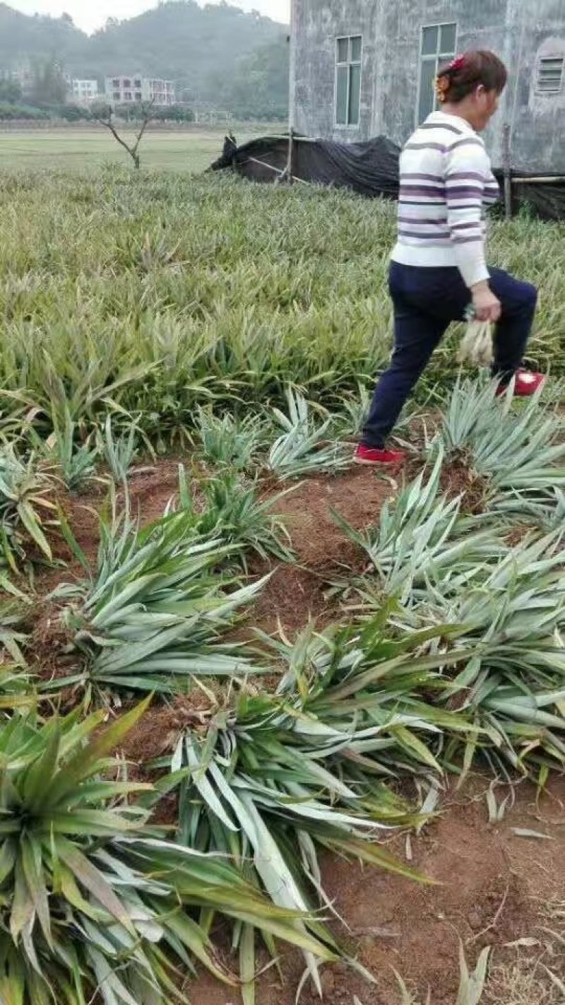 台湾凤梨释迦22号菠萝苗2年投产快