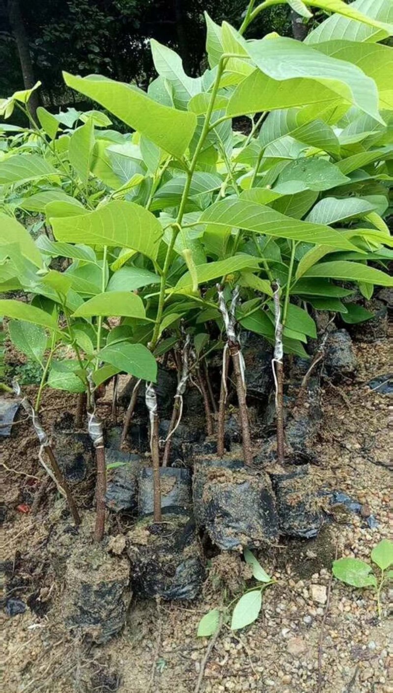 番荔枝苗榴莲释迦台湾凤梨释迦果苗番鬼荔枝苗嫁接