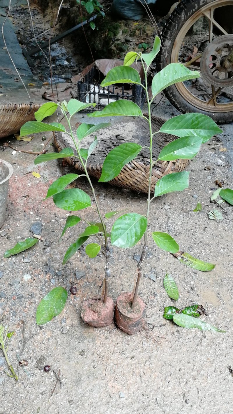 番荔枝苗榴莲释迦台湾凤梨释迦果苗番鬼荔枝苗嫁接