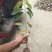 番荔枝苗榴莲释迦台湾凤梨释迦果苗番鬼荔枝苗嫁接
