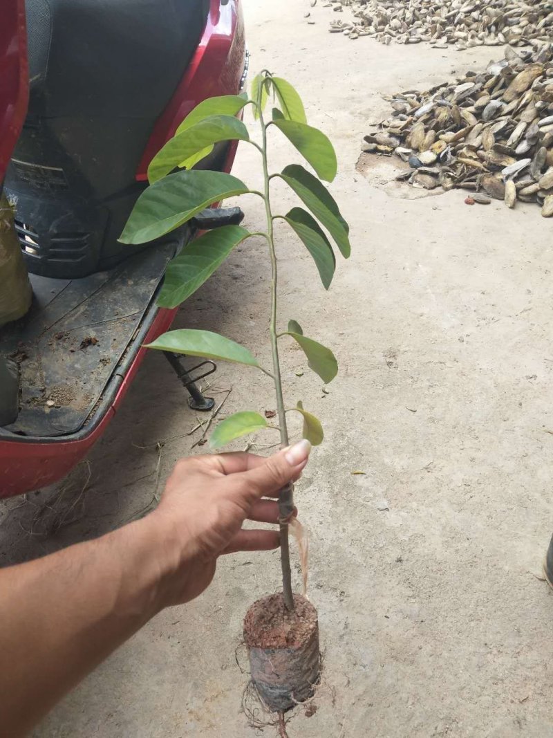 番荔枝苗榴莲释迦台湾凤梨释迦果苗番鬼荔枝苗嫁接