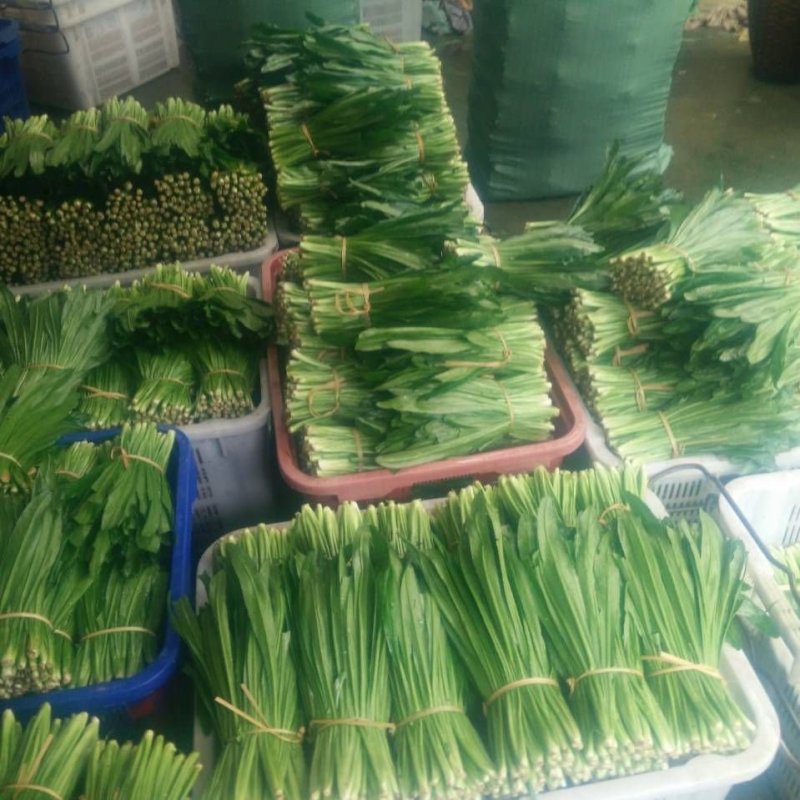 大芫荽（老缅芫荽、大香菜）