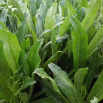 大芫荽（老缅芫荽、大香菜）